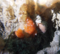 Distaplia occidentalis