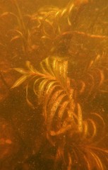 Potamogeton epihydrus