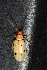 Malacorhinus tripunctatus