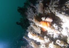 Distaplia occidentalis