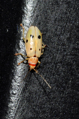 Malacorhinus tripunctatus