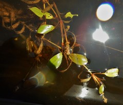Potamogeton epihydrus