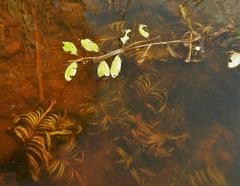 Potamogeton epihydrus