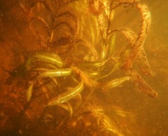 Potamogeton epihydrus