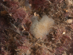 Aplidium glabrum