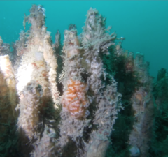 Distaplia occidentalis