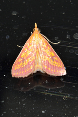 Pyrausta obtusanalis