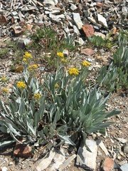 Senecio atratus