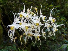 Oncidium cirrhosum