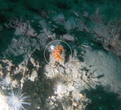 Distaplia occidentalis