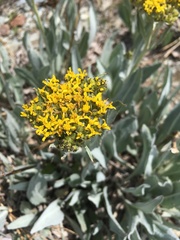 Senecio atratus