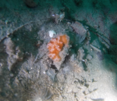 Distaplia occidentalis