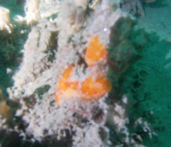 Distaplia occidentalis