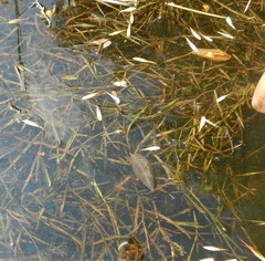 Potamogeton zosteriformis