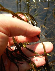 Potamogeton zosteriformis