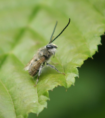 Eucera