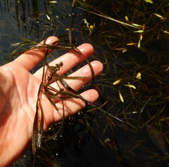 Potamogeton zosteriformis
