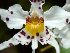 Oncidium cirrhosum