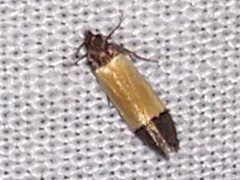 Anacampsis coverdalella