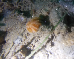 Distaplia occidentalis