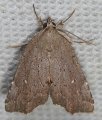 Cutina albopunctella
