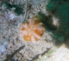 Distaplia occidentalis