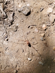 Leiobunum euserratipalpe