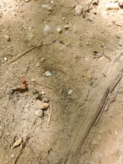 Leiobunum euserratipalpe