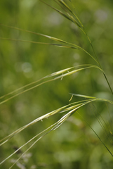Hesperostipa spartea