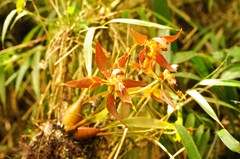 Oncidium cristatum