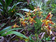 Oncidium hallii