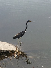 Egretta tricolor image