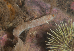 Pholis gunnellus