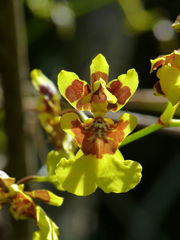 Oncidium heteranthum