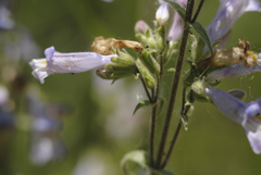 Penstemon gracilis