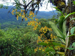 Oncidium heteranthum