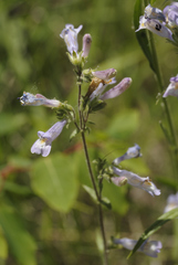 Penstemon gracilis