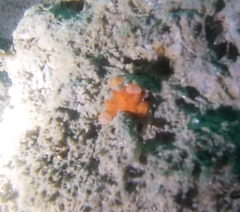 Distaplia occidentalis