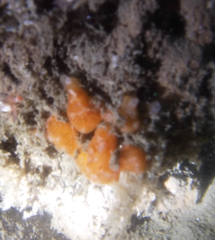 Distaplia occidentalis