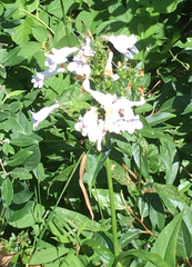 Penstemon hirsutus
