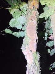 Hymenochaete cinnamomea