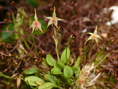 Platystele pisifera