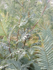 Acacia