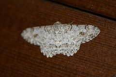 Psilalcis pulveraria