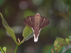 Murgaria albimargo