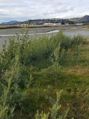 Acacia
