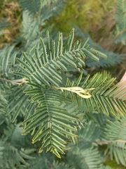 Acacia