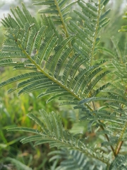 Acacia