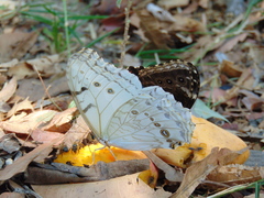 Morpho polyphemus polyphemus