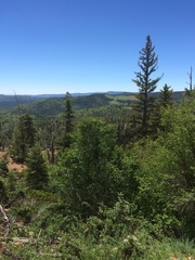 Lithospermum multiflorum